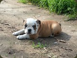 Bulldog della Scala Cuccioli (48)