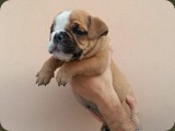 Bulldog della Scala Cuccioli (49)