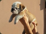 Bulldog della Scala Cuccioli (51)