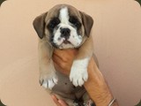 Bulldog della Scala Cuccioli (53)