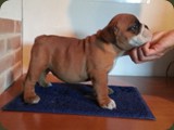 Bulldog della Scala Cuccioli (55)