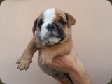 Bulldog della Scala Cuccioli (56)