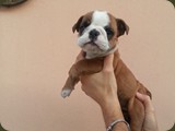 Bulldog della Scala Cuccioli (58)