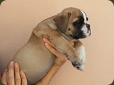 Bulldog della Scala Cuccioli (59)