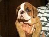 Bulldog della Scala Cuccioli (63)