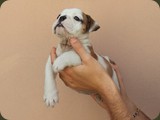 Bulldog della Scala Cuccioli (64)