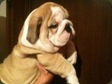 Bulldog della Scala Cuccioli (65)