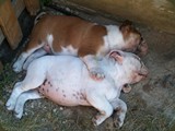 Bulldog della Scala Cuccioli (67)