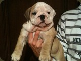 Bulldog della Scala Cuccioli (68)