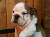 Bulldog della Scala Cuccioli (76)