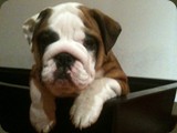 Bulldog della Scala Cuccioli (79)