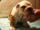 Bulldog della Scala Cuccioli (8)