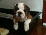 Bulldog della Scala Cuccioli (82)