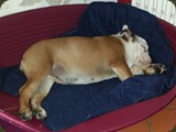 Bulldog della Scala Cuccioli (84)