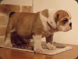 Bulldog della Scala Cuccioli (85)