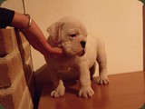 Bulldog della Scala Cuccioli (86)