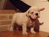 Bulldog della Scala Cuccioli (88)