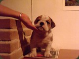 Bulldog della Scala Cuccioli (91)