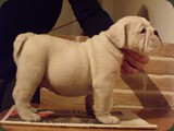 Bulldog della Scala Cuccioli (92)