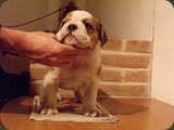 Bulldog della Scala Cuccioli (93)