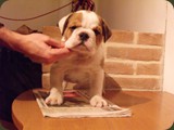 Bulldog della Scala Cuccioli (94)