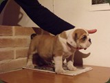 Bulldog della Scala Cuccioli (97)