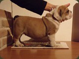 Bulldog della Scala Cuccioli (98)