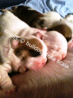 bulldog inglese foto di cuccioli